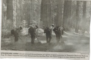 Protecting Redwood Trees