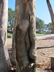 Trunk cavity in Eucalyptus