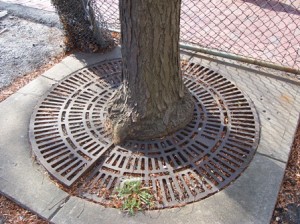 Tree trunk lifts grate creating potential trip and fall hazard