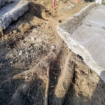 Sidewalk replacement due to root damage