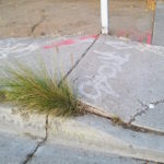 Roots lifted sidewalk